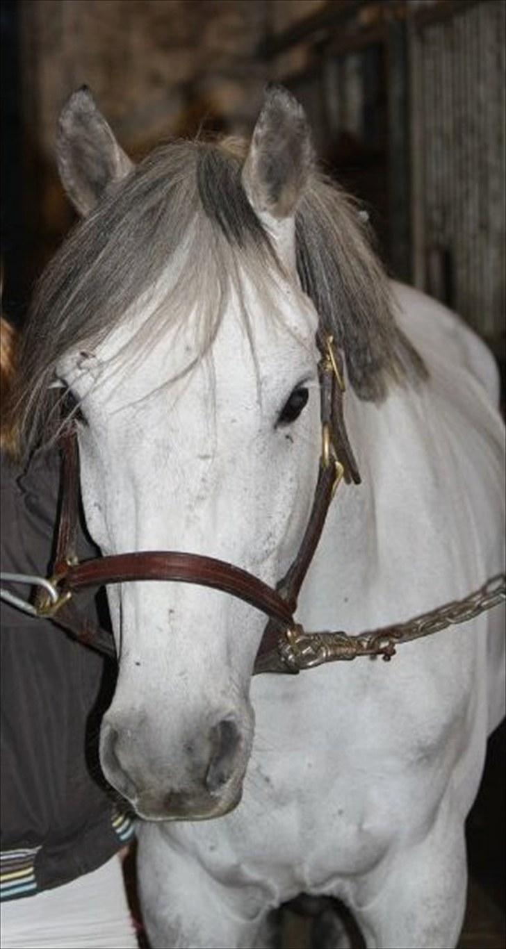 Anden særlig race Briljant  billede 9