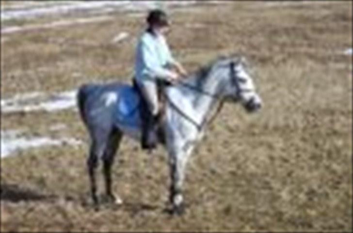 Anden særlig race Briljant  billede 10