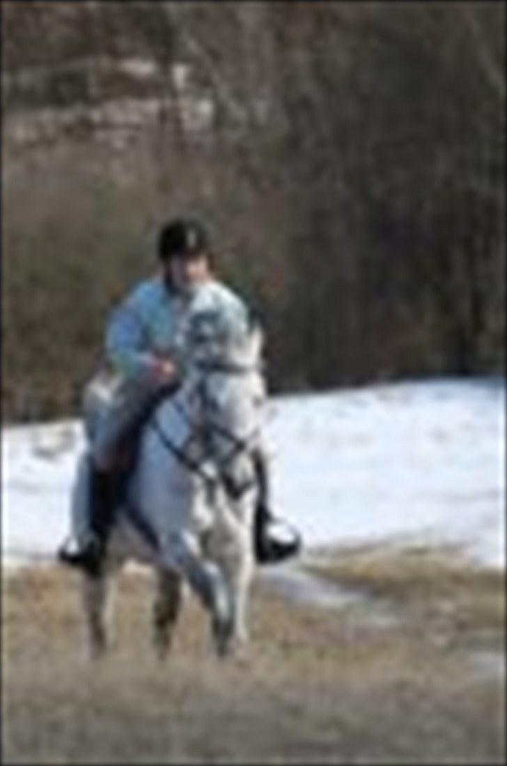 Anden særlig race Briljant  billede 11