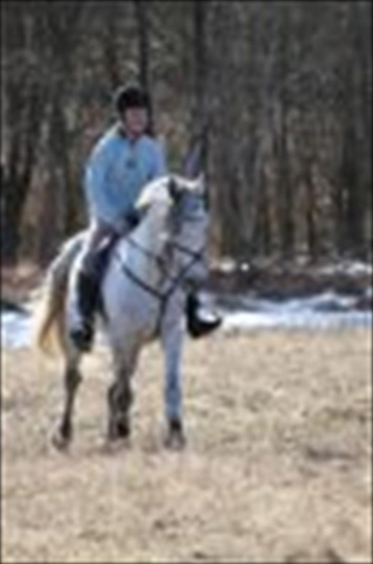 Anden særlig race Briljant  billede 12