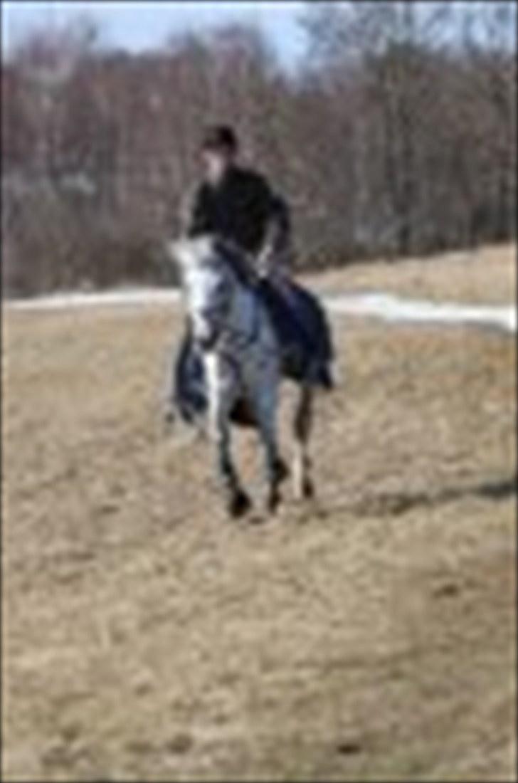 Anden særlig race Briljant  billede 13