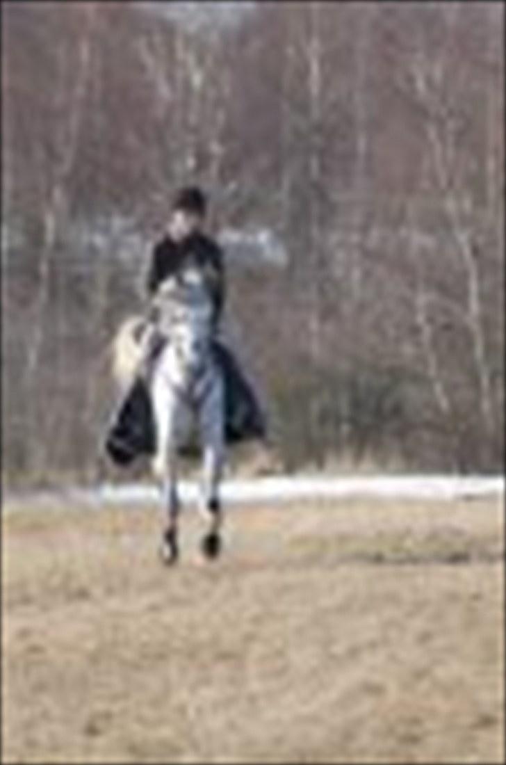 Anden særlig race Briljant  billede 14