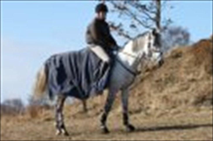 Anden særlig race Briljant  billede 15