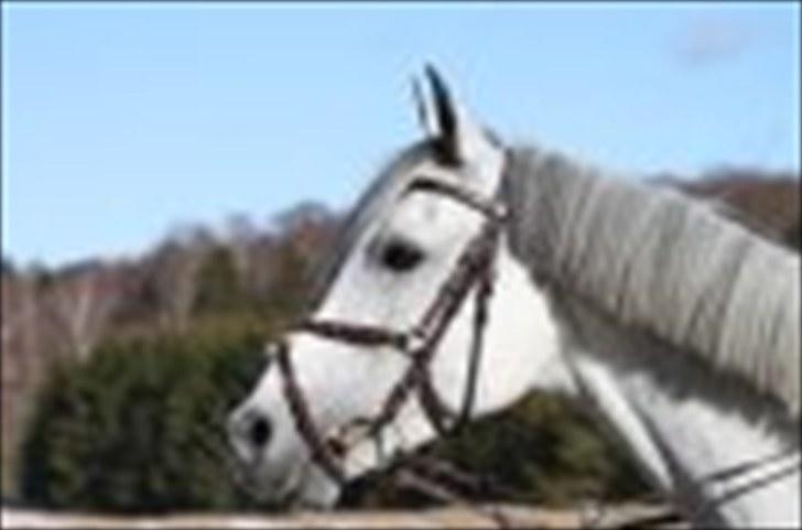 Anden særlig race Briljant  billede 16