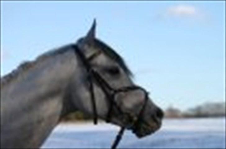 Anden særlig race Briljant  billede 17