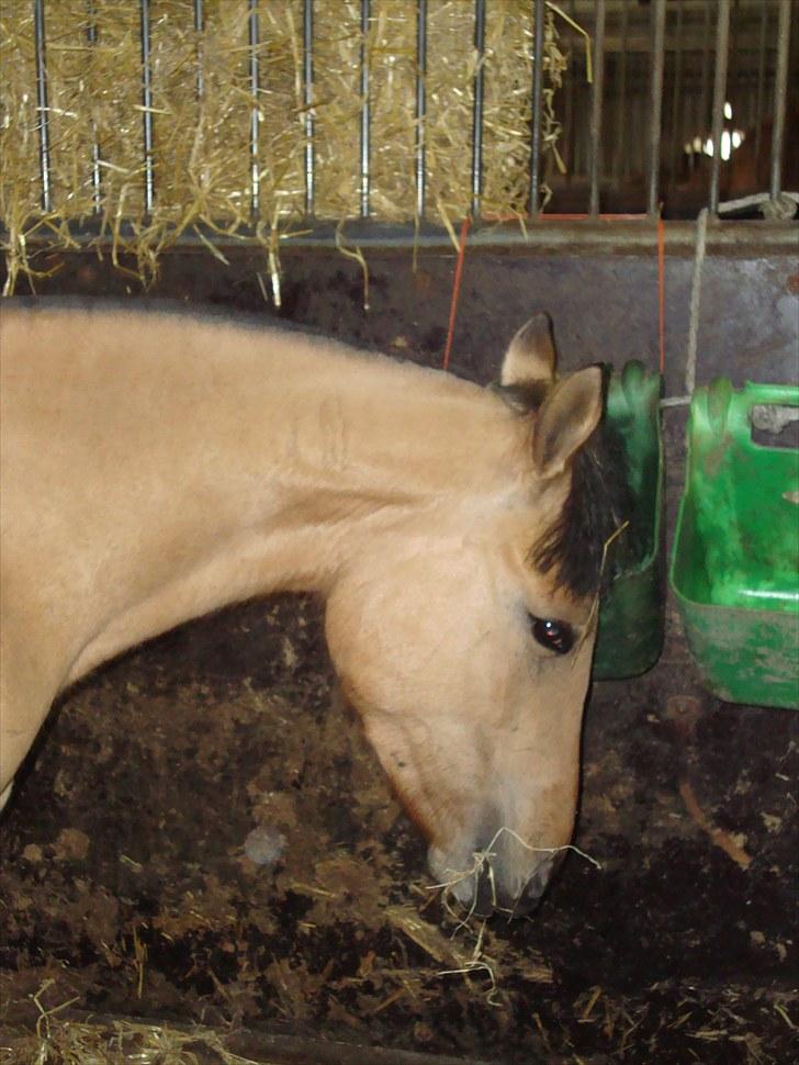 Anden særlig race  #  Mira  # - 06-05-2010 billede 10