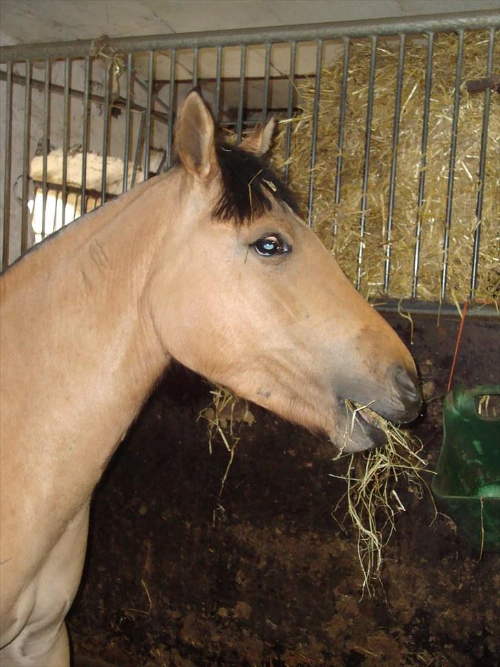 Anden særlig race  #  Mira  # - 06-05-2010 billede 11