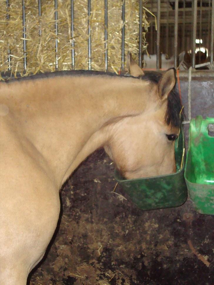 Anden særlig race  #  Mira  # - 06-05-2010 billede 12