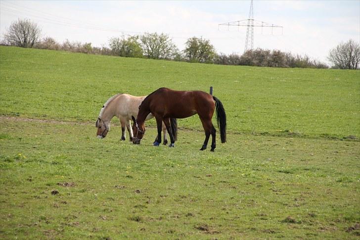 Traver Nesmil - Musse og Nesmil :) billede 11