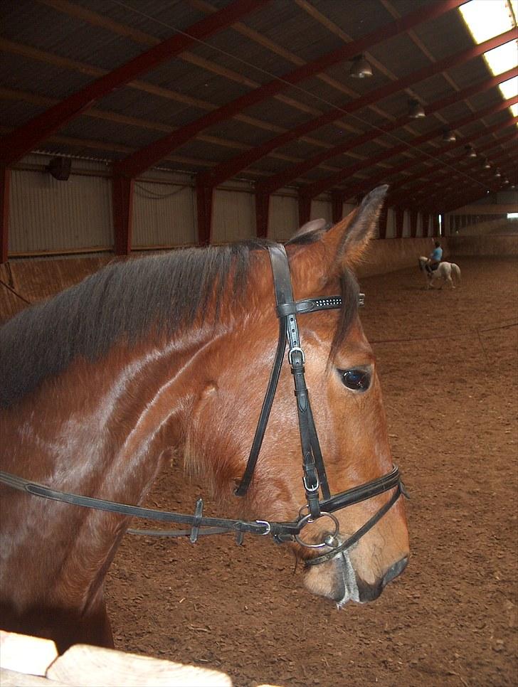 Traver Nesmil - ... billede 13