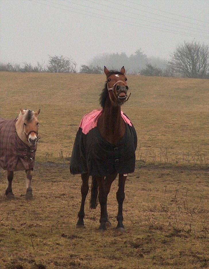 Traver Nesmil - flemer xD billede 15