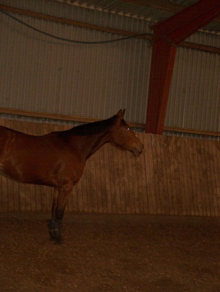 Traver Nesmil billede 16