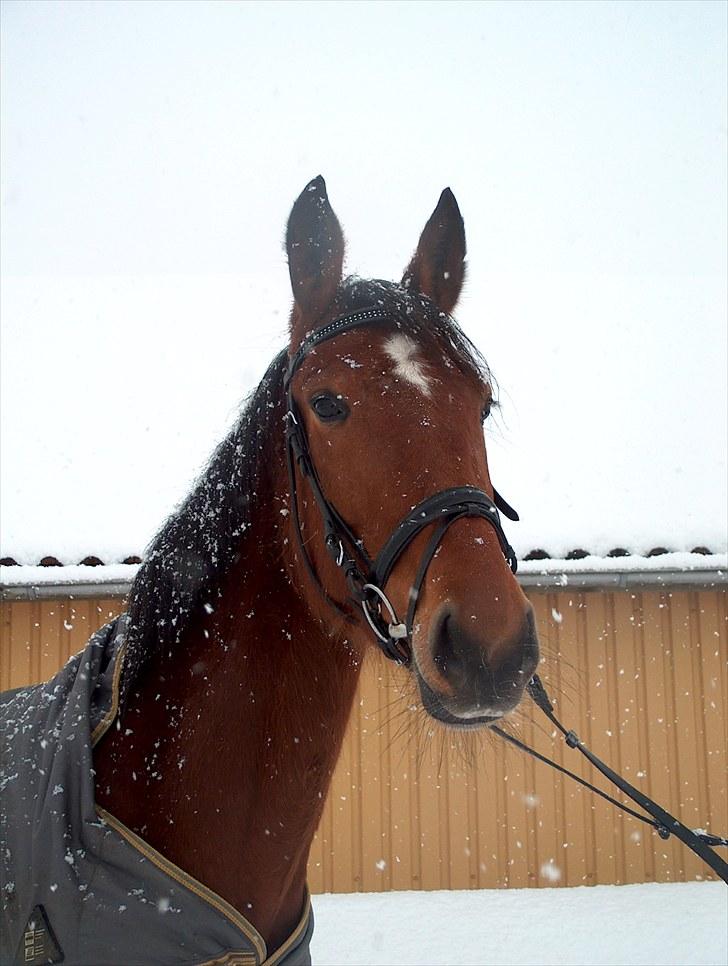 Traver Nesmil - sne !!! :D billede 17