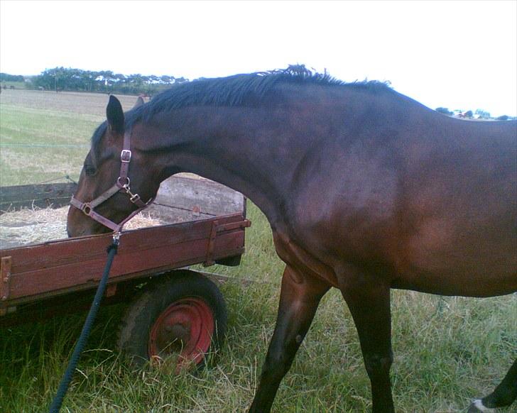 Anden særlig race Kroghgårds Luna - Luna på Snorgaarden som 5 års billede 1
