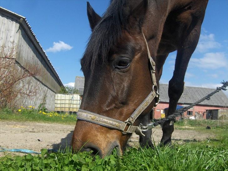 Anden særlig race † Flint R.I.P † - Flint <3 billede 1