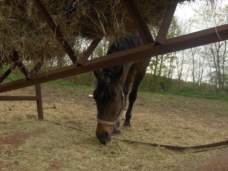 Anden særlig race † Flint R.I.P † - mmm det hø smager godt :)  billede 2