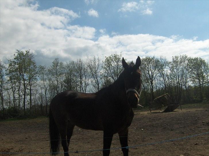 Anden særlig race † Flint R.I.P † billede 3