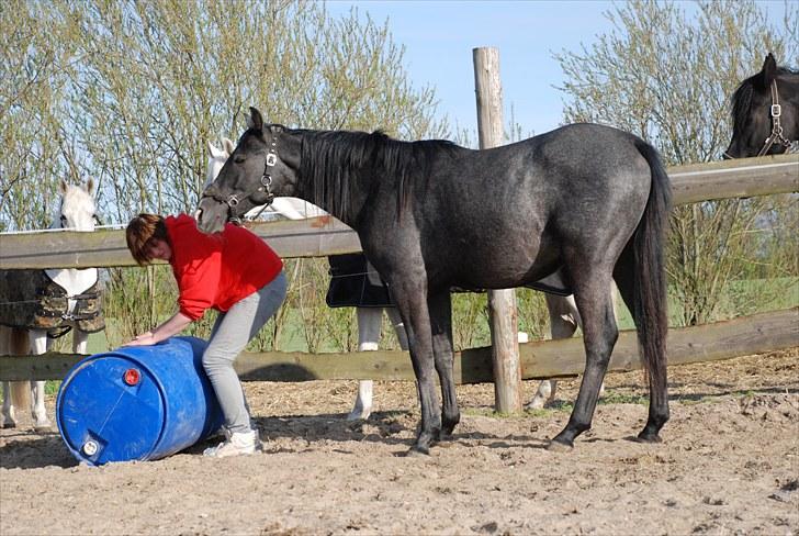 Shagya Araber (SH) Baschur Azad Takhises billede 2