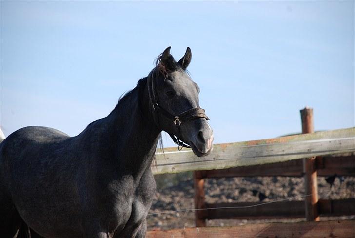 Shagya Araber (SH) Baschur Azad Takhises billede 5