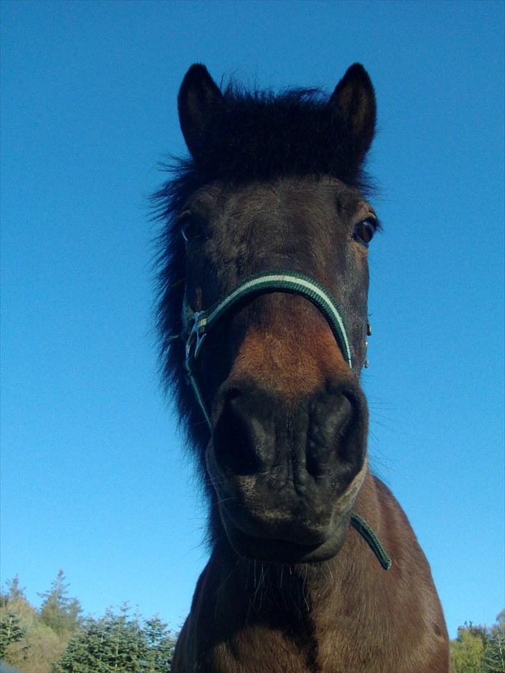 Islænder Jarpur 29/11 2011 billede 13