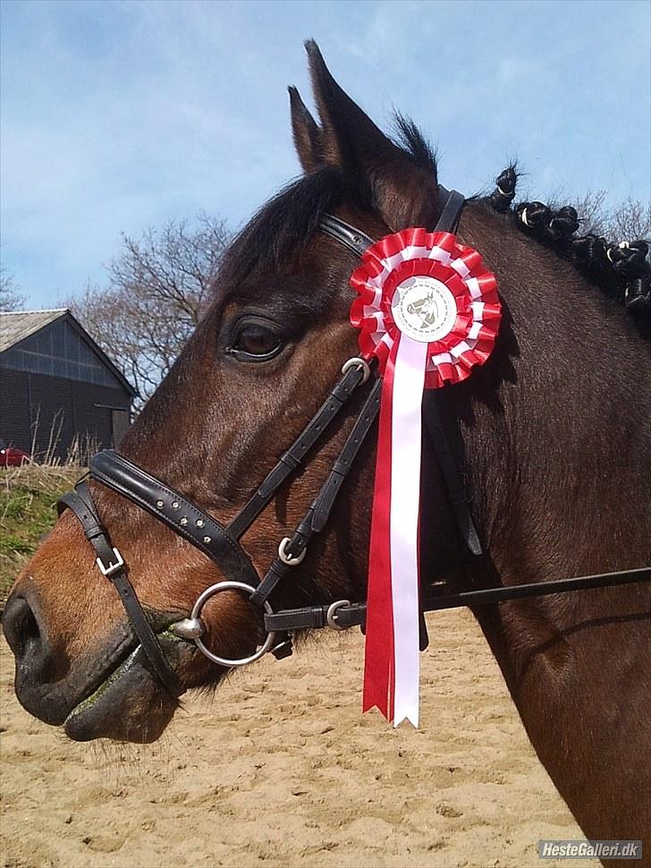 Anden særlig race † Flint R.I.P † - Flint med roset, da vi vandt LC3 Foto: Britta billede 5