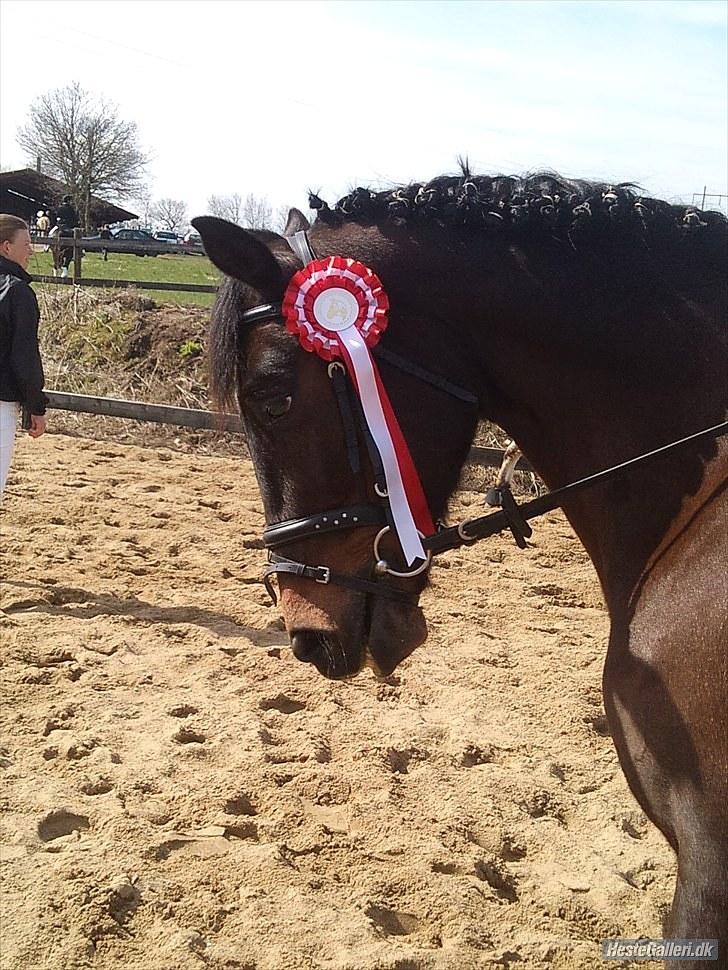 Anden særlig race † Flint R.I.P † - Flint til vores første stævne sammen, vi vandt LC3   Foto: Britta  billede 6