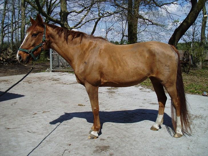 Dansk Varmblod Beautystar - 21 år, og lige klippet. er jeg ikke blevet fin.. billede 1