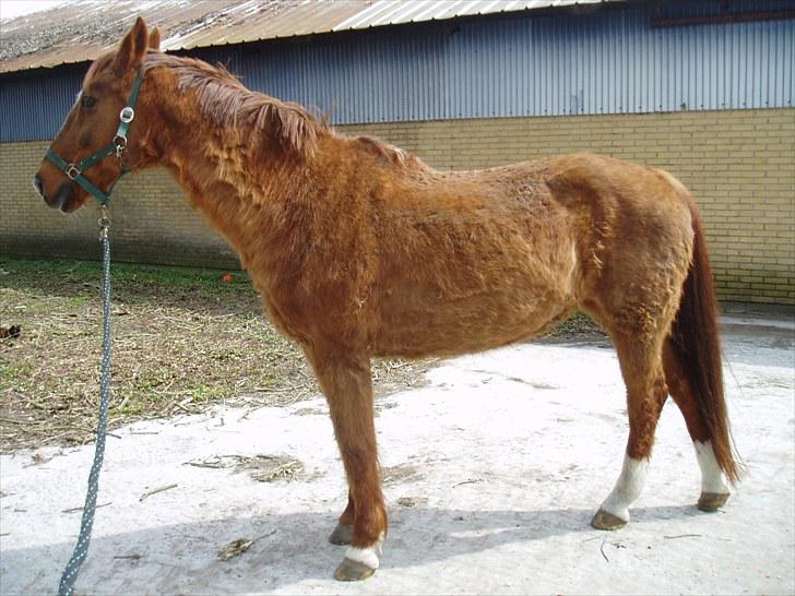 Dansk Varmblod Beautystar - sådan så jeg ud inden jeg blev klippet.. billede 2