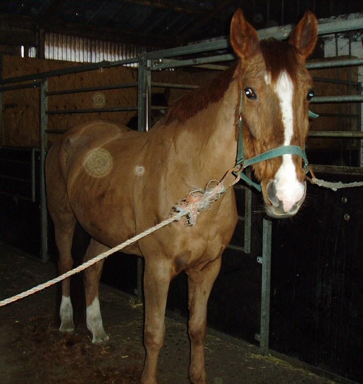 Dansk Varmblod Beautystar - Lige klippet.. billede 3