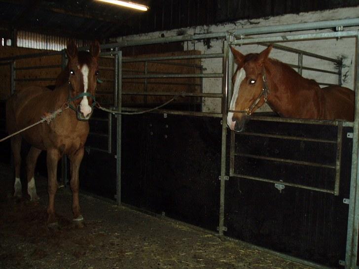 Dansk Varmblod Beautystar - Her er jeg sammen med min halvsøster Tabita..(samme mor) billede 4