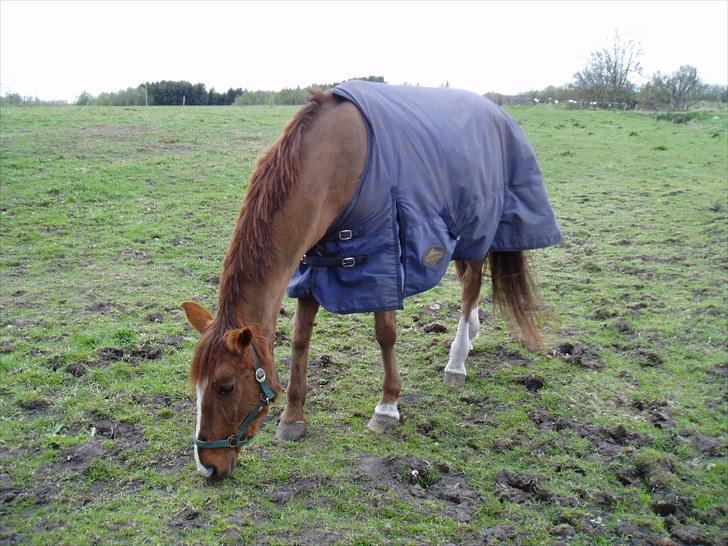 Dansk Varmblod Beautystar - På fold maj 2010. billede 5