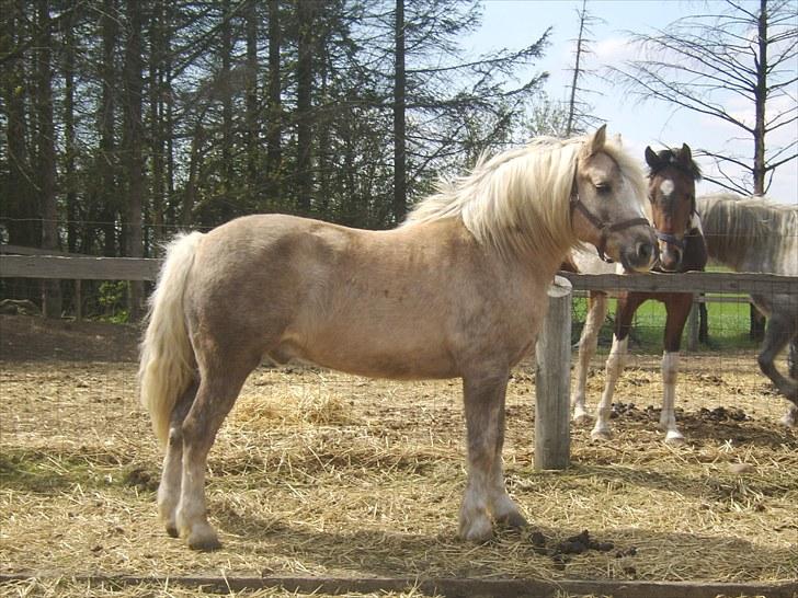 Anden særlig race Cæcar - SOLGT billede 1