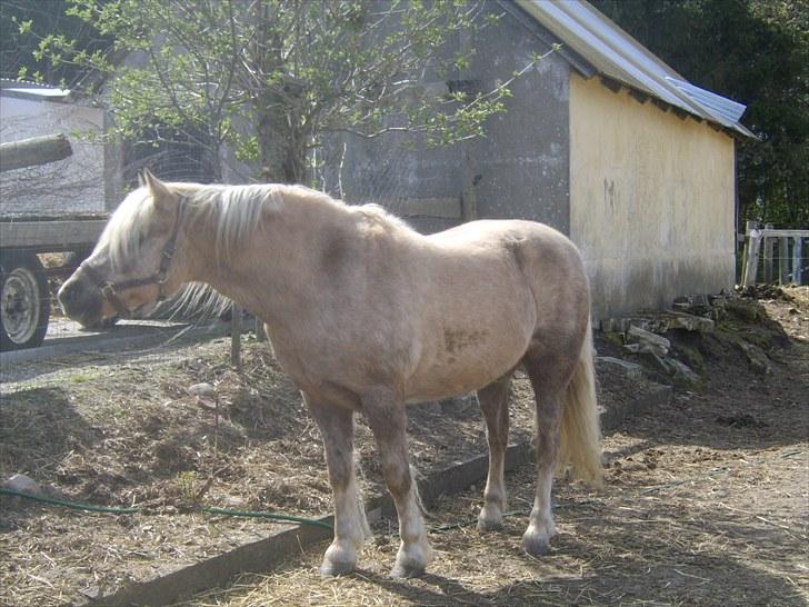 Anden særlig race Cæcar - SOLGT billede 2