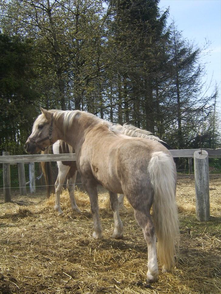 Anden særlig race Cæcar - SOLGT billede 3