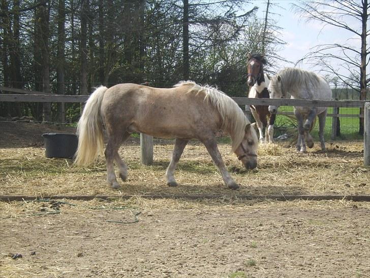 Anden særlig race Cæcar - SOLGT billede 4