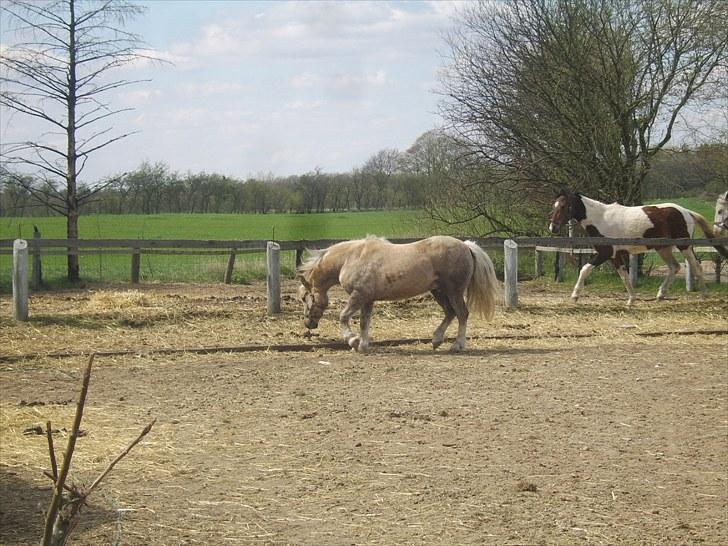 Anden særlig race Cæcar - SOLGT billede 5