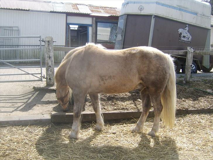 Anden særlig race Cæcar - SOLGT billede 6