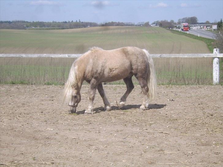 Anden særlig race Cæcar - SOLGT billede 7