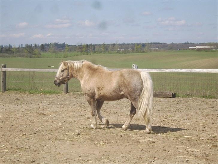Anden særlig race Cæcar - SOLGT billede 8