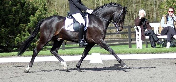 Tysk Sportspony Holsteins Number One (A-pony) - Pri på NSR - taget af Cecilie Demant - mange tak :-) billede 14