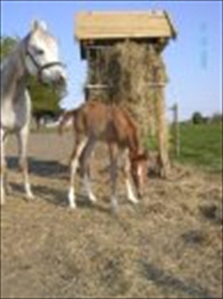 Arabisk fuldblod (OX) Theia - helt lille baby billede 2