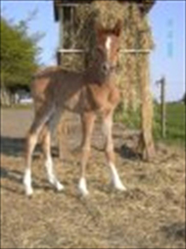 Arabisk fuldblod (OX) Theia - helt lille baby billede 3