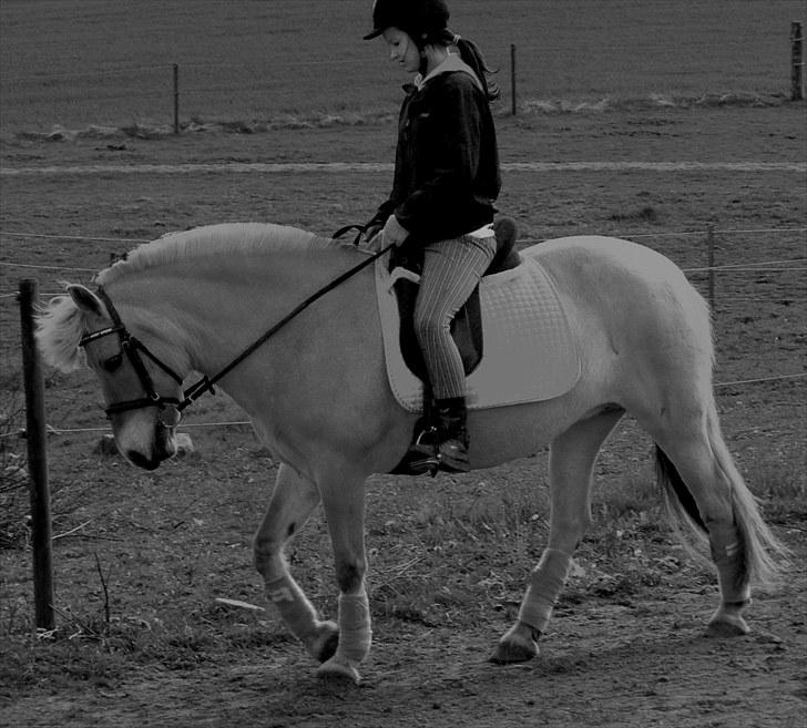 Fjordhest Krogsholt Nicole billede 10