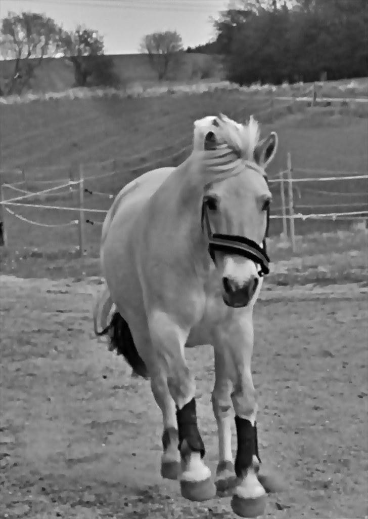 Fjordhest Krogsholt Nicole billede 11