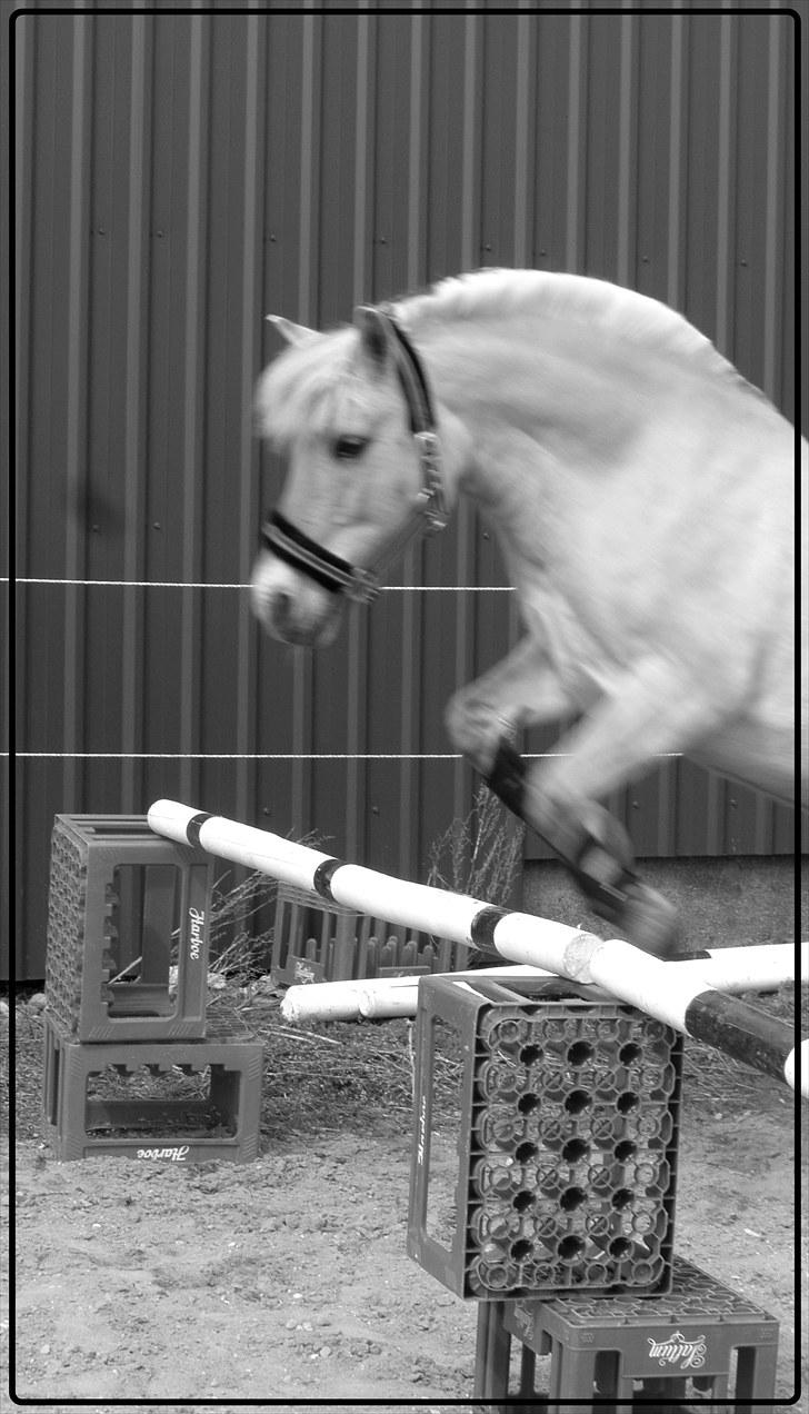 Fjordhest Krogsholt Nicole billede 14