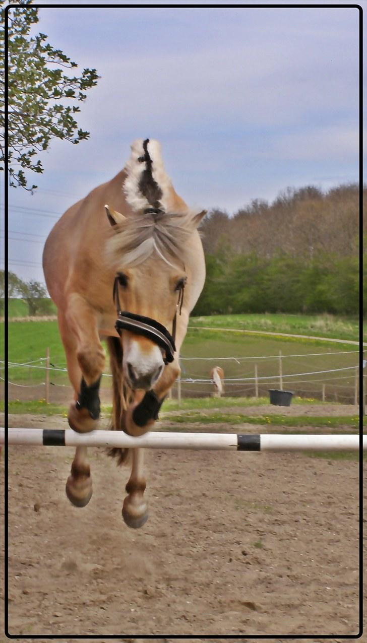 Fjordhest Krogsholt Nicole billede 15