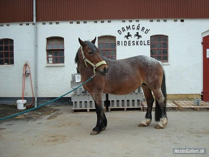 Irish Cob Verbena Savnet. Tidl part - fotograf mig eller nicoline mikkelsen billede 14