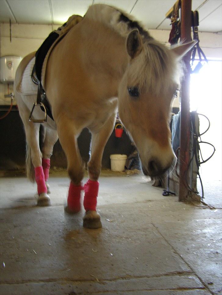 Fjordhest Krogsholt Nicole billede 16