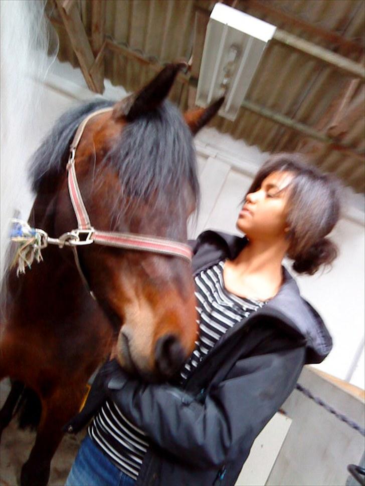 Dansk Varmblod l Sommerlund's Cindi <3 - jeg elsker dig <3 billede 1