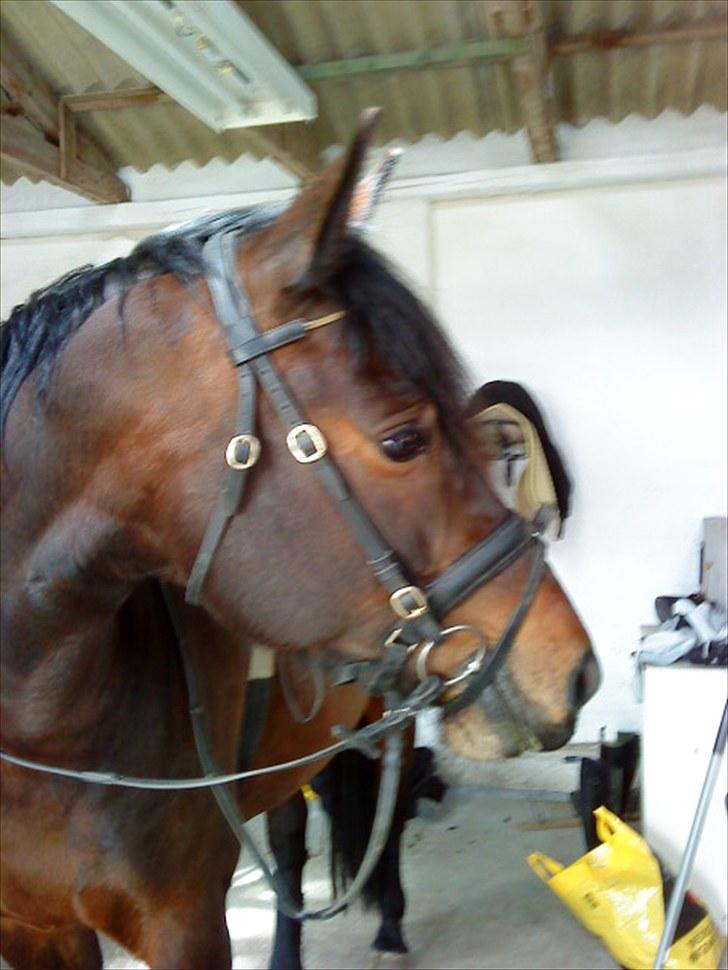 Dansk Varmblod l Sommerlund's Cindi <3 - CINDI <3 billede 2